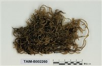 藏品(灰氣苔屬)的圖片